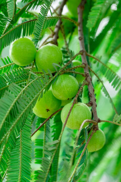 Indian gooseberries or amla fruit growing on a tree, Phyllanthus emblica tree for ayurvedic herbal plant