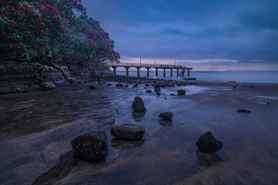 Beautiful pohutukawa tree at Murrays Bay wharf, Auckland, New Zealand