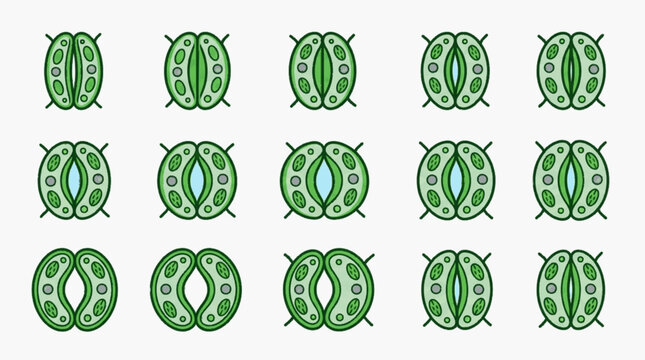 Vector diagram illustrating different stages of stomata opening and closing in plant leaves, featuring guard cells with chloroplasts for botanical science and biology education.