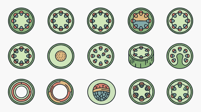 Vector botanical set of plant stem cross-sections, showing vascular bundle arrangements, xylem, phloem, and anatomical structures for monocot and dicot species in a flat icon style.
