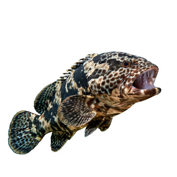 Side view of a mottled grouper fish swimming in dark water with mouth open