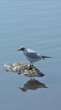 Black Headed Gull (Chroicocephalus ridibundus) preening its feathers on a rock in a lake, surprised by another passing gull. September, Kent, UK [Slow motion x4] Vertical