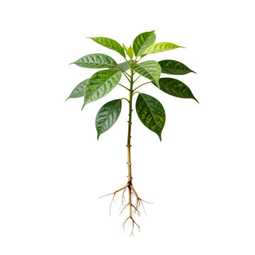 Green seedling plant with visible roots on a white background