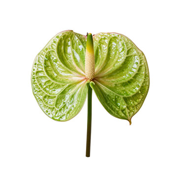 Single green anthurium flower with water droplets on its petals