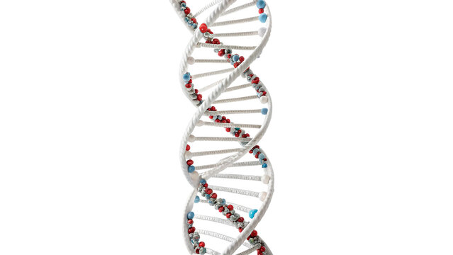 Vertical model of human DNA double helix structure isolated on transparent background