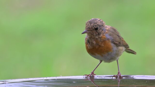 Robin (Erithacus rubecula) juvenile with immature plumage but red breast appearing, with a large tick (probably Ixodes brunneus) on its neck. September, Kent, UK [Slow motion x4]