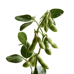 Obraz premium Soybean plant showing pods growing on the stem in during the cultivation season