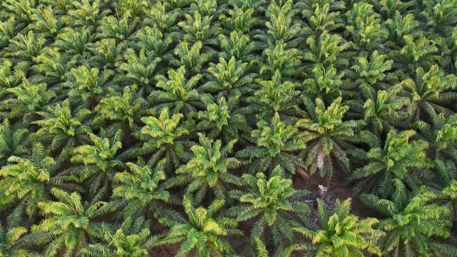Lush green rows of oil palm trees stretch across a large plantation in South Kalimantan Indonesia