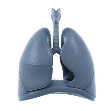 Human lungs with trachea and bronchi isolated