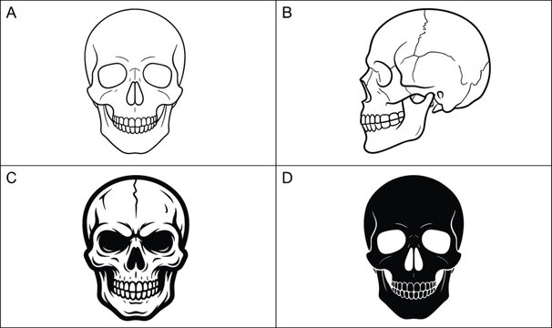 Vector set of human skull drawings showing front profile view medical anatomy line art and solid black icon