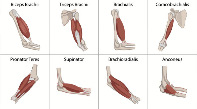 Detailed Human Arm Muscle Anatomy Vector Illustration Set Featuring Biceps Brachii Triceps Brachii Brachialis Coracobrachialis Pronator Teres Supinator and Anconeus