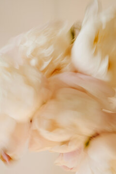 Abstract Soft Focus Background Composition Of Delicate Peony Bouquet In Motion