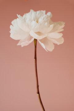 Single Blooming White Peony On Pink Background