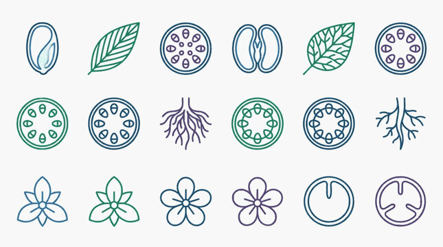 Botanical line art icons set illustrating plant anatomy details including seed embryos, monocot and dicot leaf venation, stem cross-sections, root systems, and floral petal arrangements.