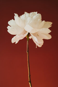 Single Blooming White Peony Stem On Dark Red Wall Background Copy Space