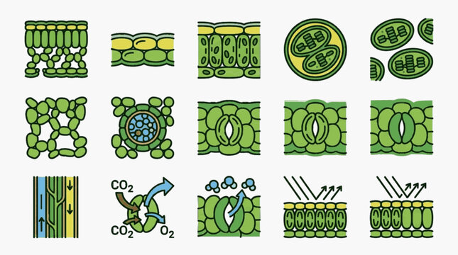 Scientific illustration of plant leaf anatomy including cross-sections of epidermis and mesophyll, chloroplast structures, stomata gas exchange, and vascular tissue transport systems.