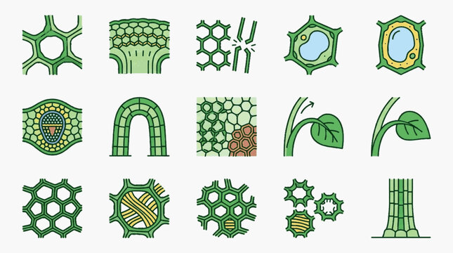 Scientific diagrams of plant cell structures and botanical tissues including cell walls, vacuoles, vascular bundles, parenchyma cells, and leaf growth mechanisms in a vector set.