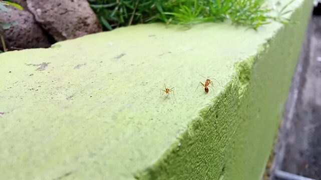 ants on the ground