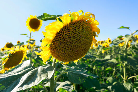 Beautiful field of sunflowers in  the countryside.