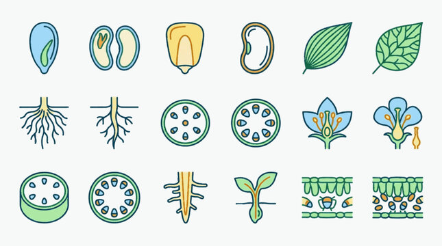 Botanical anatomy icons set featuring monocot and dicot seeds, root systems, leaf venation patterns, flower structures, vascular tissue cross-sections, and plant cell morphology diagrams.