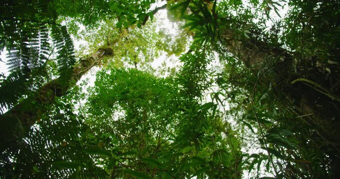 Looking up through the dense canopy of massive trees in a vibrant sunlit tropical rainforest