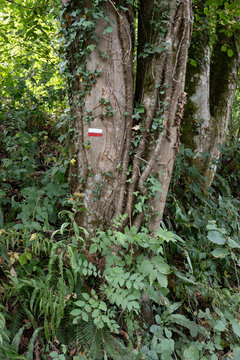 Hiking trail marker painted on an ivy covered tree in the green woodland of Furfooz Nature Reserve in Wallonia Belgium forest