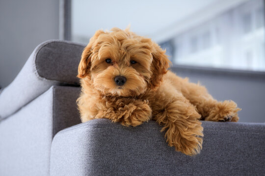 Maltipoo puppy lying on the couch at home.