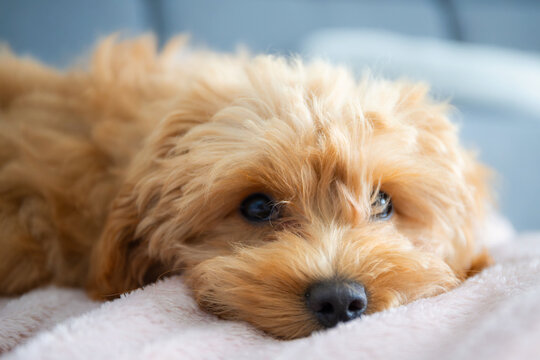 Maltipoo puppy lying on the couch at home.