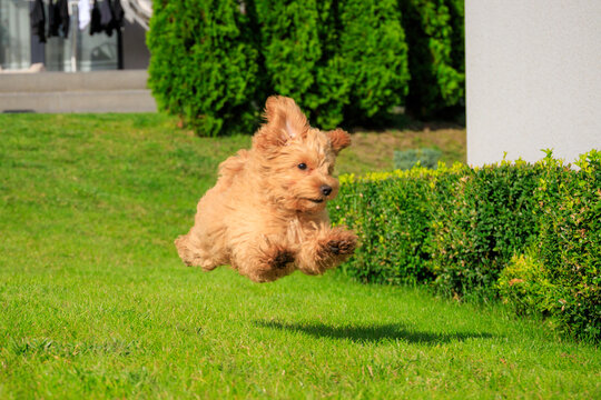 Maltipoo puppy running in the summer garden.