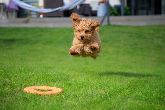 Maltipoo puppy running in the summer garden.