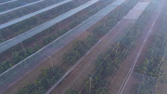 Large nethouse covering rows of citrus trees on a farm, protective mesh netting stretched over metal poles creating geometric patterns above the orchard