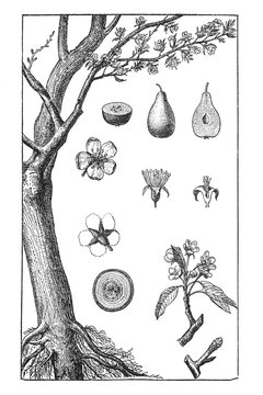Pear tree illustration with fruit, flowers, and cross-sections, vintage botanical print, 1897.