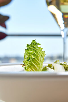 Macro shot of fresh green salad with romaine lettuce, shaved fennel, green crumb, and seeds in a white bowl.