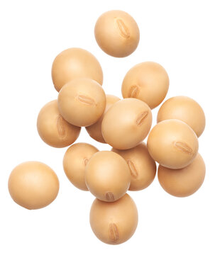 Group of floating soybeans isolated