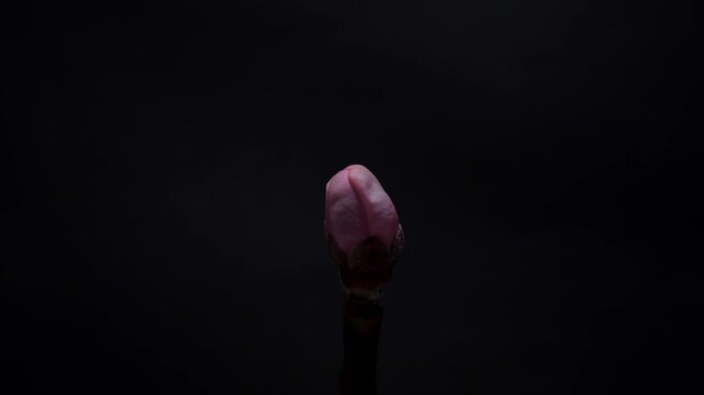 Peach Blossom Flower Opening in Macro Time Lapse