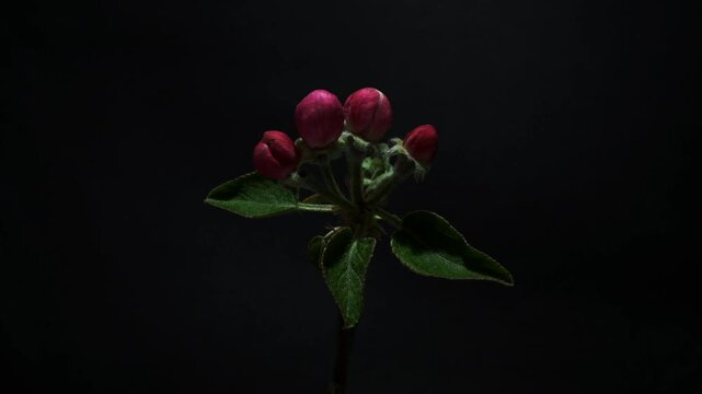 Apple Tree Blossoms Opening and Blooming in Time Lapse