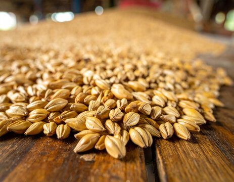 Hulled barley grains are spread across a surface to create a tan and beige organic pattern with a wholesome harvest feel.