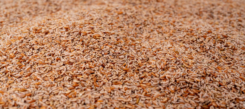 Plantago ovata seeds, Psyllium husk, isabgol dietary fiber or ispaghula