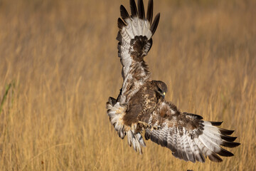 Fototapeta premium Common buzzard flying within its territory in a Mediterranean forest at first light on a summer day