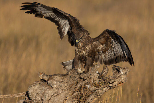 Common buzzard flying within its territory in a Mediterranean forest at first light on a summer day