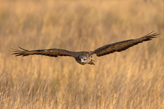Common buzzard flying within its territory in a Mediterranean forest at first light on a summer day