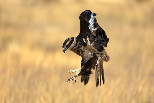 Common buzzard flying within its territory in a Mediterranean forest at first light on a summer day