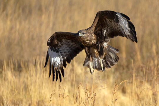 Common buzzard flying within its territory in a Mediterranean forest at first light on a summer day