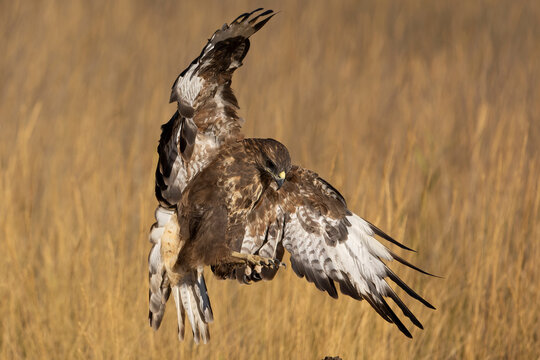 Common buzzard flying within its territory in a Mediterranean forest at first light on a summer day