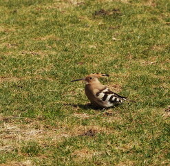 Eurasian Hoopoe Bird Resting on Green Grass © Valeriia Zub