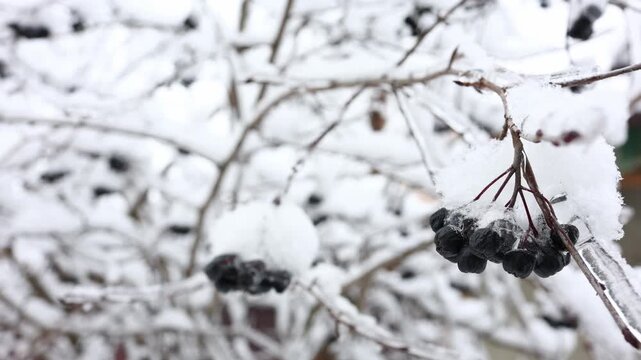 Winter berries covered in snow during a cold day in a quiet park