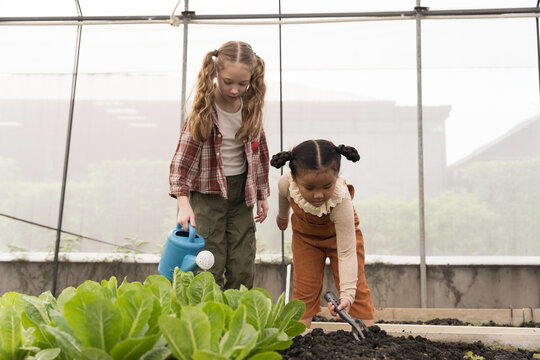 Children watering vegetable and tilling soil at vegetable garden in greenhouse farm. Gardening agriculture concept, Children field trip at vegetable plants