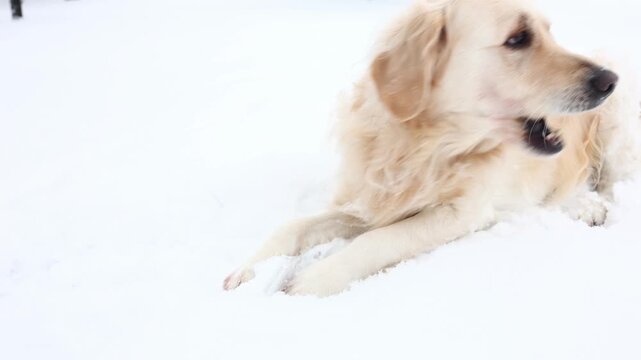 Golden Retriever enjoys gnawing on ice in snowy outdoor setting