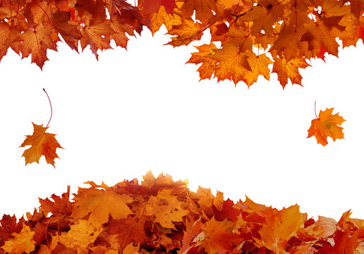  PNG fall autumn natural maple leaves border Fall leaves isolated on transparent background.
