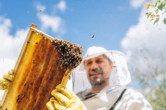 Mature male beekeeper holds a honeycomb frame outdoors in summer